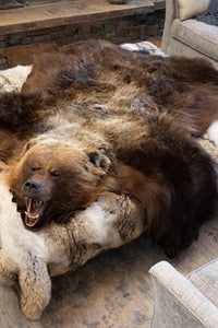 Kodiak Grizzly Bear
